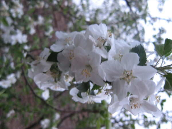 苹果花图片