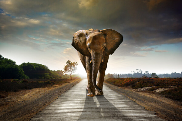 公路上的大象图片