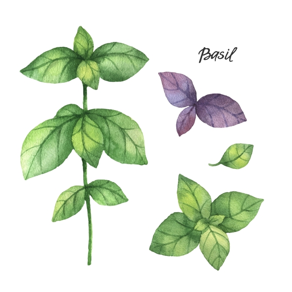 清新水彩绘植物插画