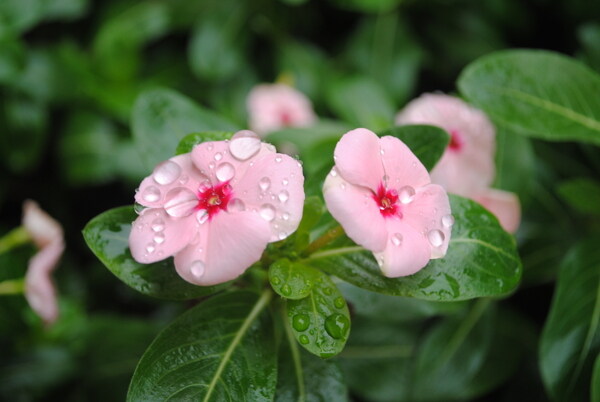 带雨野花图片