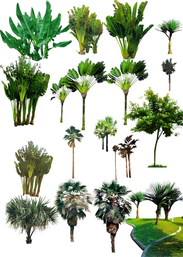 热带植物psd分层素材