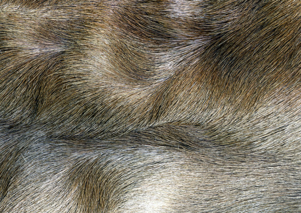 动物皮毛纹理
