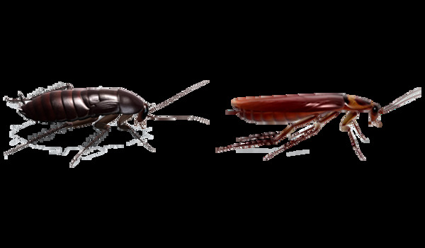 两只大蟑螂免抠png透明图层素材