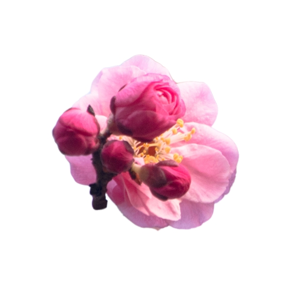 美丽的粉色花朵下载