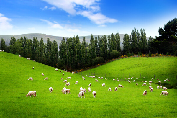 广袤大草原上的羊群高清摄影