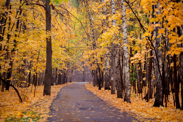 秋天梧桐树林风景图片