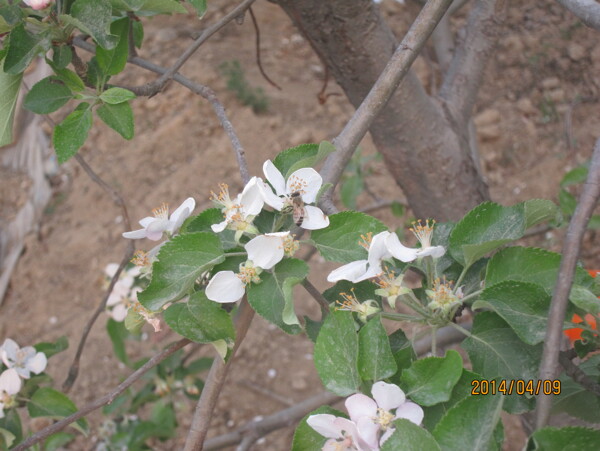 苹果花图片