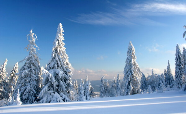 冬季雪松风景图片
