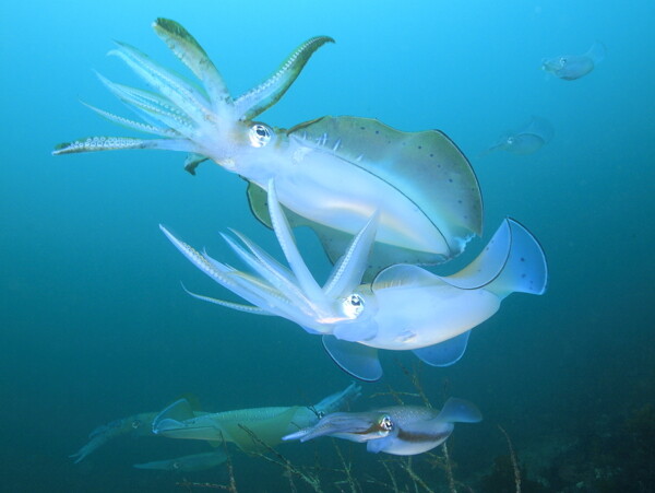 海洋生物章鱼