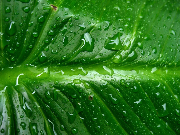 绿叶水滴水珠露水图片