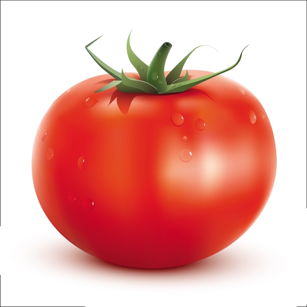 新鲜的西红柿矢量素材