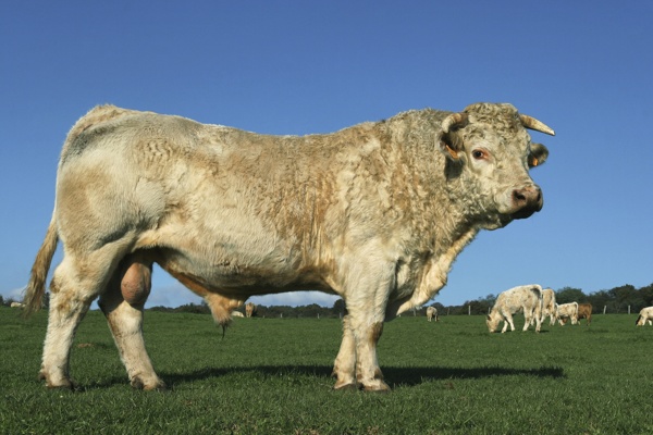 草原上的奶牛群