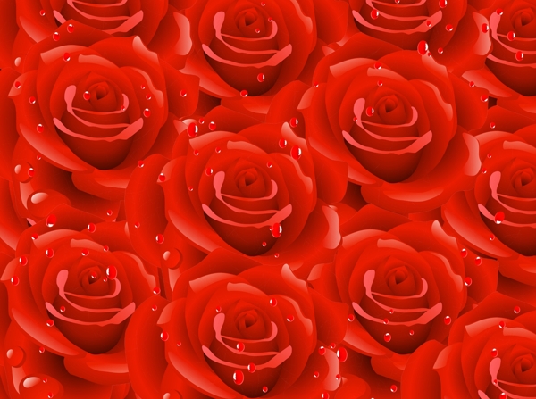 水滴玫瑰图片