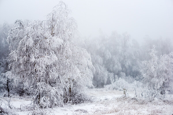 冬天雪地树林图片