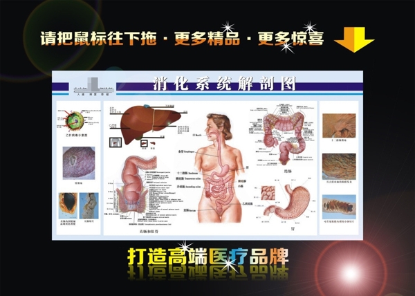 消化系统解剖图展板图片