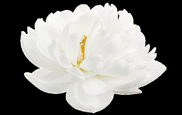 白色清新花卉透明素材
