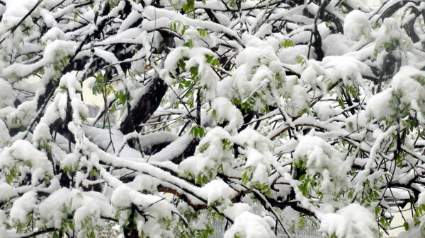 雪景图片