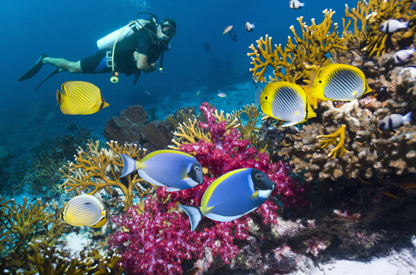 海洋生物海洋热带鱼图片