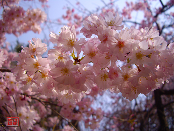 青龙寺樱花