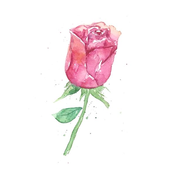 一朵粉色的玫瑰花免抠图