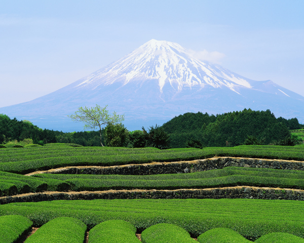 高清富士山茶园