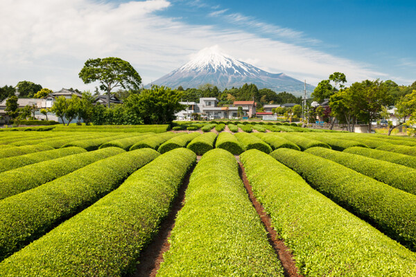 茶田风景图片