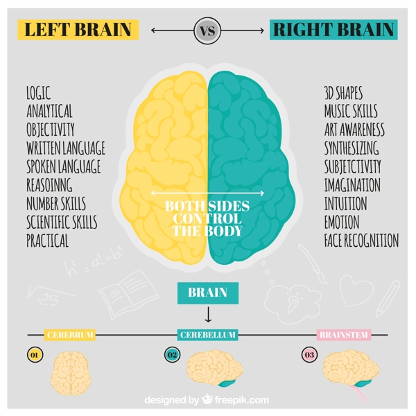 手绘人类大脑的信息图表