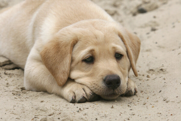 趴在沙地上的小狗图片