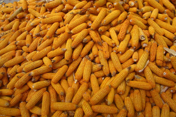 玉米堆图片