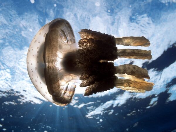 水母深海水母图片