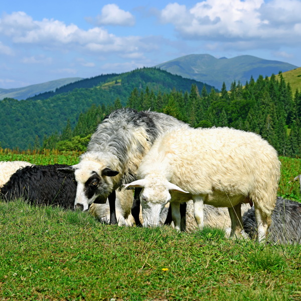 草地吃草的绵羊图片