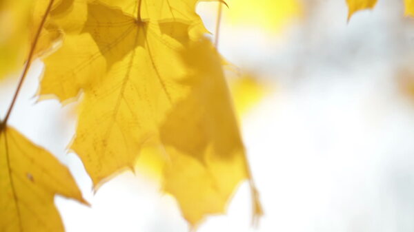 黄色的树叶随风摇曳的树枝3股票的录像视频免费下载