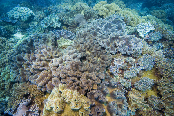 形态各异的珊瑚图片