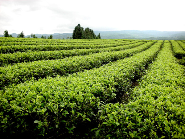 茶场风光图片