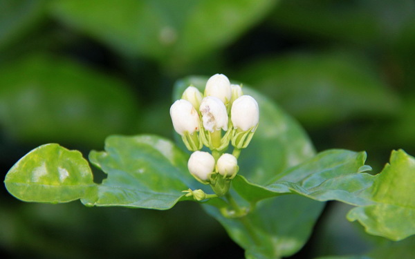 茉莉花