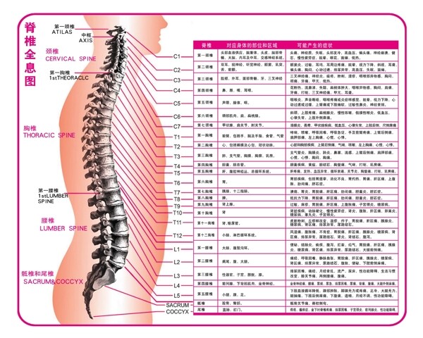 脊椎全息图
