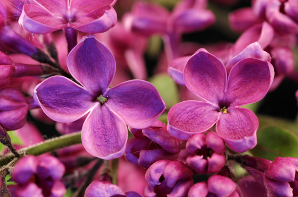 丁香花图片