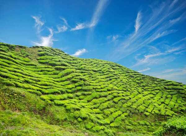 自然茶山风景图片