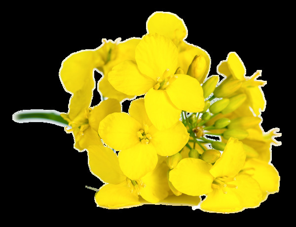 黄色的油菜花图片