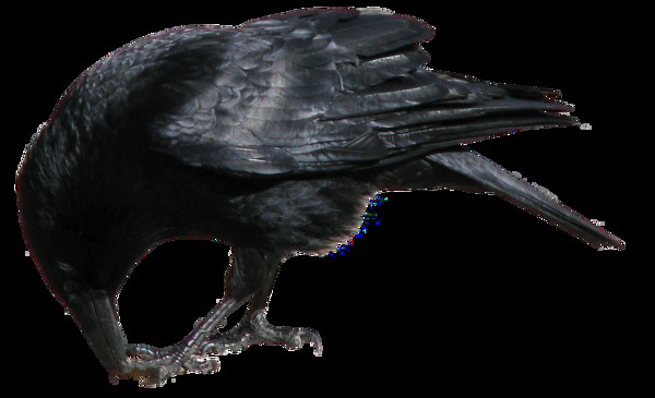 啄食的乌鸦图片免抠png透明图层素材