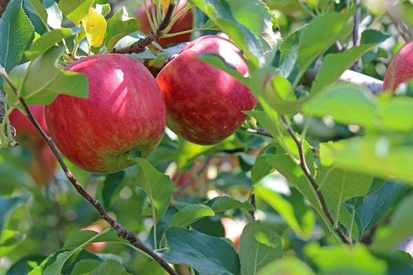 苹果树红苹果