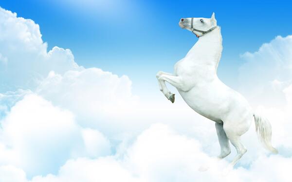 白马飞腾在云端