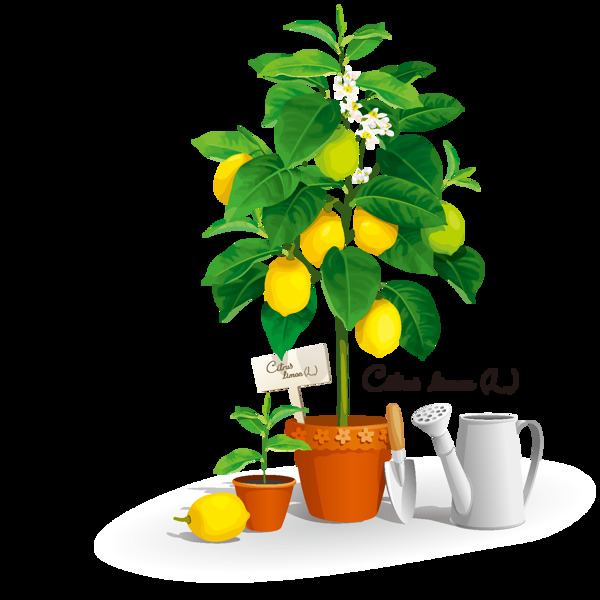 手绘柠檬盆栽元素