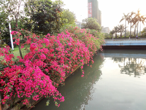 池边三角梅图片