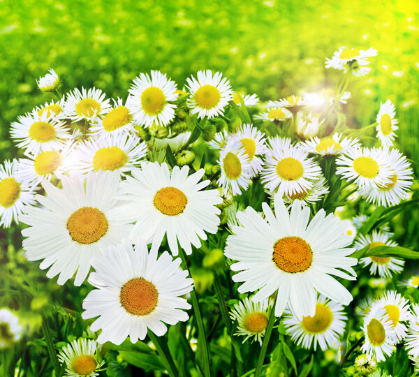 白色的菊花花丛图片