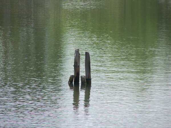 湖中美景