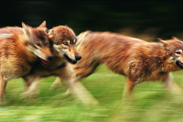 奔跑的狼群图片