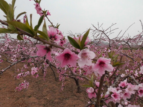 桃花图片