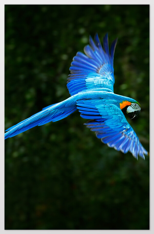 蓝色鹦鹉生物背景海报素材图片