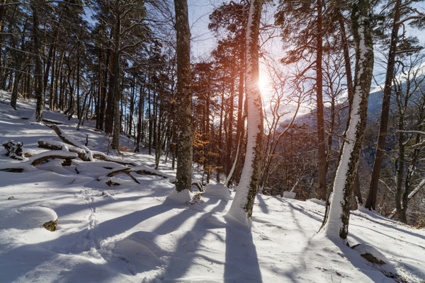 雪山上的树木景色图片
